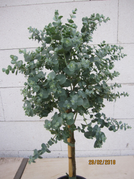 Preview: Eukalyptus Staemmchen